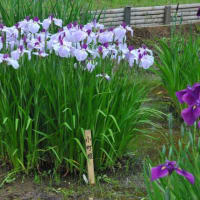 明治神宮御苑　　花菖蒲田に1500株のきれいな花菖蒲　　　5