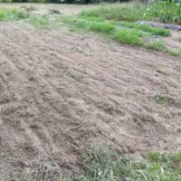 乾燥しすぎて固すぎる畑に土の助が降参した(T_T)