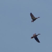 於大公園 ： 野鳥 ・ 翡翠 ・ カワセミ・・・フリー素材ブログ　カルガモ