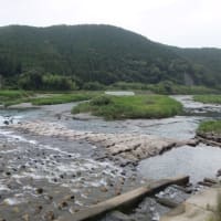 本日の海部川