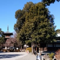 初詣は豪徳寺へ