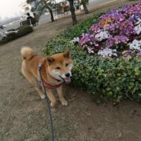 ワンコは可愛いな