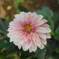 淡いピンクの整った花容が人気のダリア「ティアラ」(ダリア ...