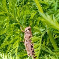 殿様バッタ　早い登場です！