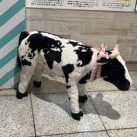 子うし  &  cheese おかか玄米結び ・・・・!!!!　　　　　　№ 10,462