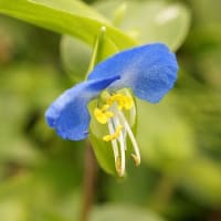 花　「露草（ツユクサ）」