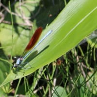 ヤマガラの餌運び