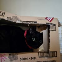 また雷鳴るのかな…