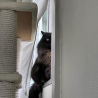 トラからウサギへ。優しさが溢れる一年に。