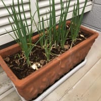 育ててます