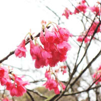 花の中のウオーキング