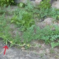 夏野菜：希望の実を発見！