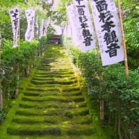 鎌倉散歩～杉本寺（杉本観音）
