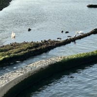 遠賀川河口の白鳥　2025年　子育て失敗