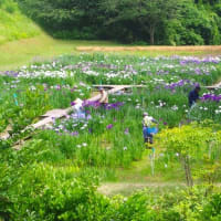 祭り６日目、令和７年６月１８日、見頃になってきました