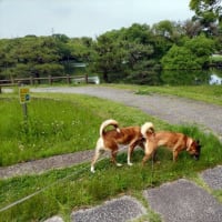 お引越しをするその前に！5月後半のお散歩♪