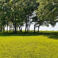 水元公園 中央広場のピクニック