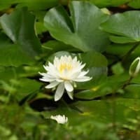 2025.6.12　本土寺の紫陽花