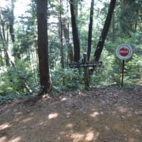 屋久島、奄美大島、沖縄だと思っていた（　＆　老人とニャン　）の巻