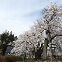 置賜さくら回廊・山口奨学桜～2013桜