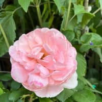 近所の花