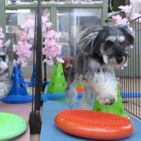 2025年5月の【パピーパーティー】のご案内(^^)/　　犬のしつけ教室＠アロハドギー