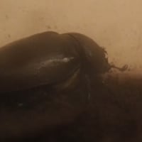 カブト虫がついに羽化