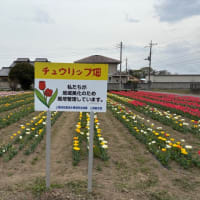 玉村北公園のチューリップ