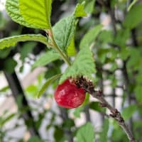 今年の山桜桃梅の出来はもう一つ