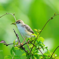 たまには　野鳥