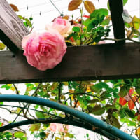 今年のロンサール🌹