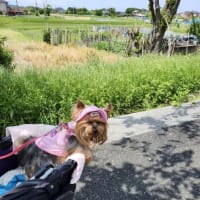 今日はルカちゃんです