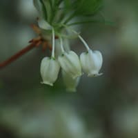 「灯台躑躅/どうだんつつじ×6枚。」
