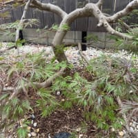 植木屋さんに庭木の剪定をしてもらいました