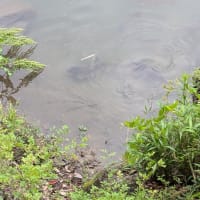 ウォーキングサークル
