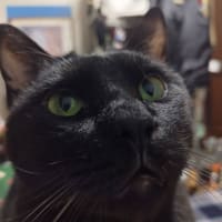 ご無沙汰ちゃんでございます