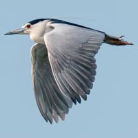 ゴイサギの飛翔（３）