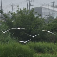見つけたアマサギ