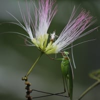 神戸市森林植物園にて