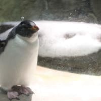 さて何ペンギン？