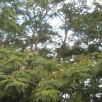 散歩の途中で