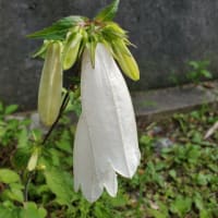  吉野山の桜にちなみ、呼び名に「桜」が冠される吉野川産の魚は？・・(^_-)-☆