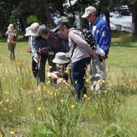 地元で琵琶湖岸に咲く花の自然観察会に参加