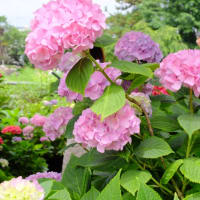 奈良　　般若寺　　紫陽花咲くころ　P３