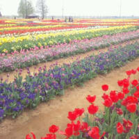 あけぼの山公園のチューリップ