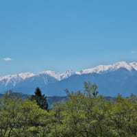 高遠町　花の丘公園の八重桜　其の1（2025年04月29日　火　☀）