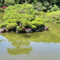 平安神宮　神苑　花菖蒲　睡蓮　２猫（マー＆ピピ）