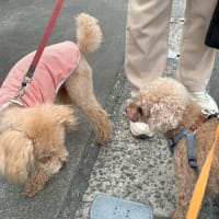 サバキチ君の首輪装着大失敗💦