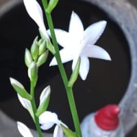 夏至のJULIEdayに。擬宝珠二番花咲いて