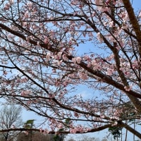多摩湖ラン